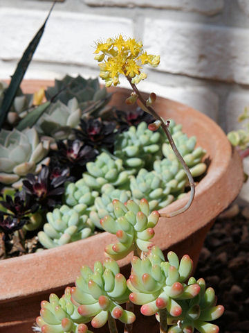 Sedum pachyphyllum