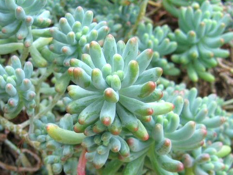 Sedum pachyphyllum