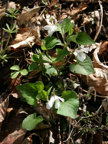 Viola grypoceras f. purpurellocalcarata