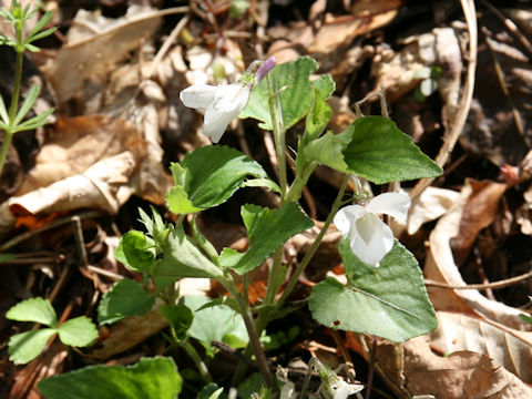 Viola grypoceras f. purpurellocalcarata