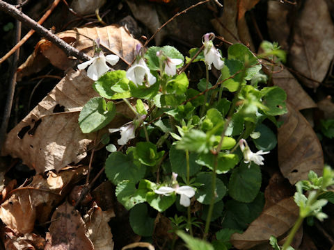 Viola grypoceras f. purpurellocalcarata