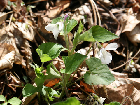 Viola grypoceras f. purpurellocalcarata