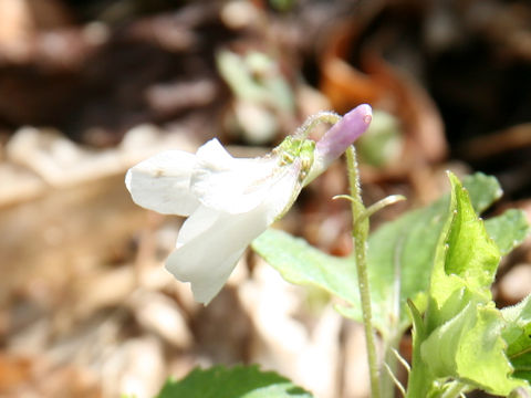 Viola grypoceras f. purpurellocalcarata