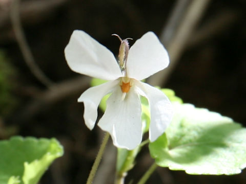 Viola grypoceras f. purpurellocalcarata