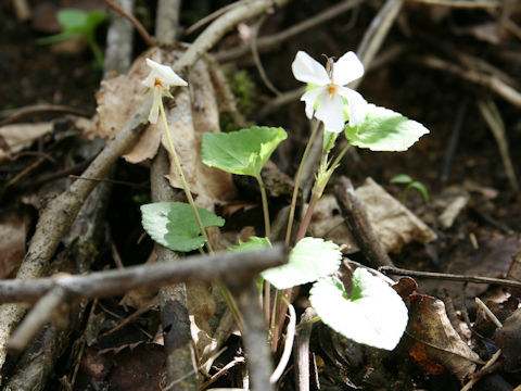 Viola grypoceras f. purpurellocalcarata