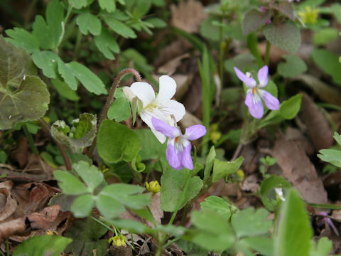 Viola grypoceras f. purpurellocalcarata