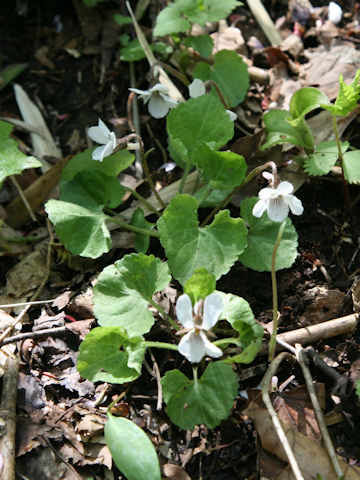 Viola grypoceras f. purpurellocalcarata