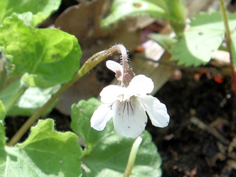 Viola grypoceras f. purpurellocalcarata