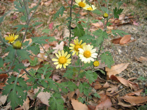 Dendranthema indicum var. maruyamanum