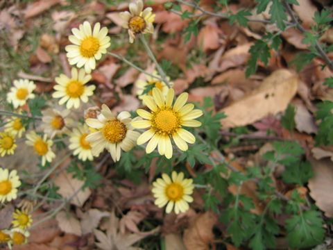 Dendranthema indicum var. maruyamanum