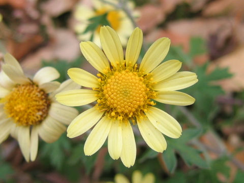 Dendranthema indicum var. maruyamanum