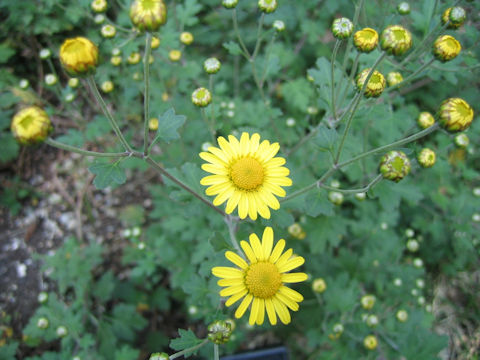 Dendranthema indicum var. maruyamanum