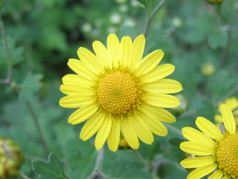 Dendranthema indicum var. maruyamanum