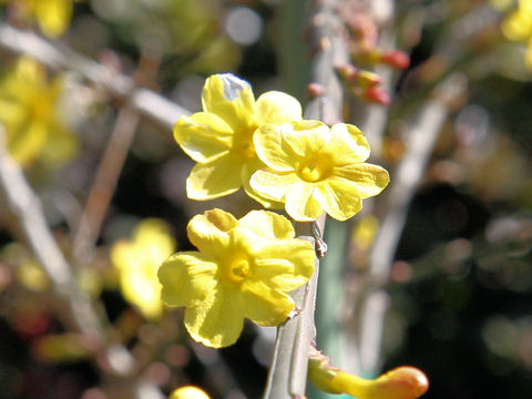 Jasminum nudiflorum