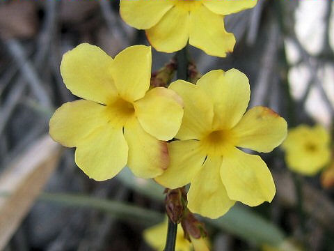 Jasminum nudiflorum