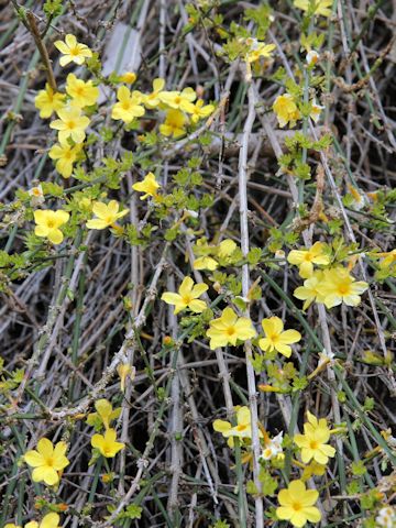 Jasminum nudiflorum