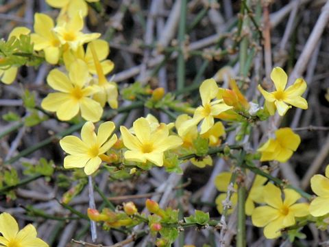 Jasminum nudiflorum