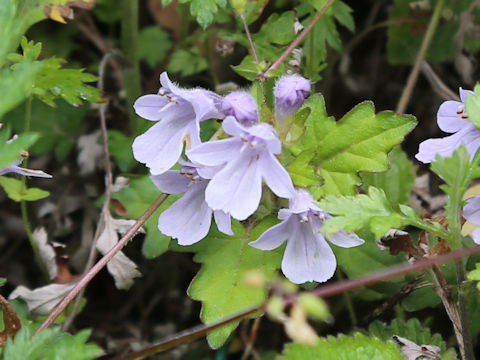 Ajuga japonica