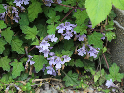 Ajuga japonica