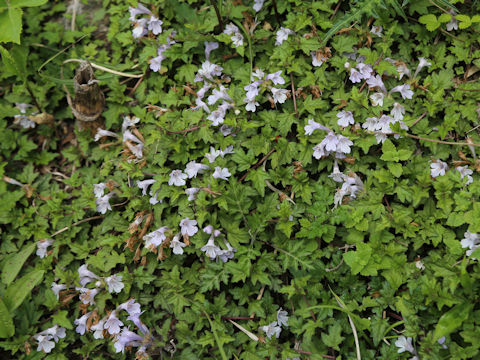 Ajuga japonica