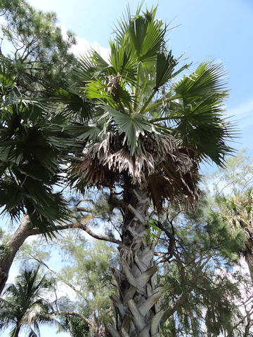 Borassus flabellifer