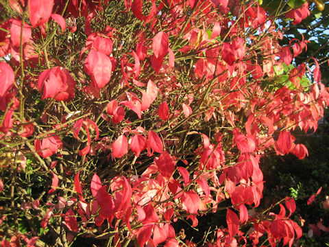 Swida stolonifera 'Flaviramea'