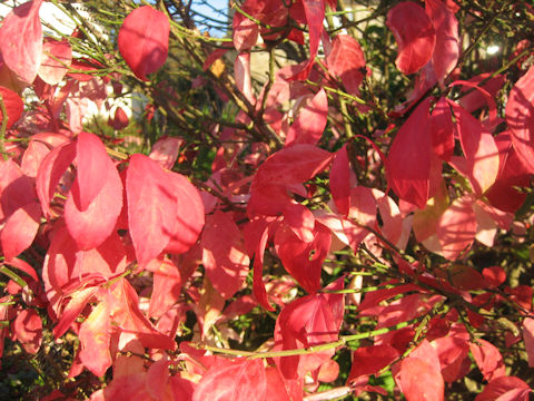 Swida stolonifera 'Flaviramea'