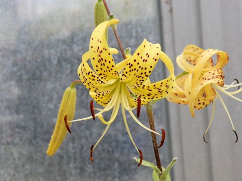 Lilium lancifolium var. flaviflorum