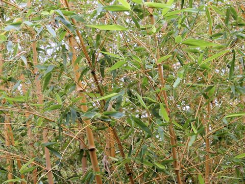 Phyllostachys bambusoides var. holochyryse