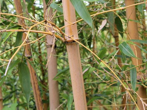 Phyllostachys bambusoides var. holochyryse