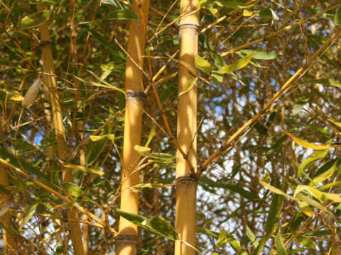 Phyllostachys aurea f. holochrysa