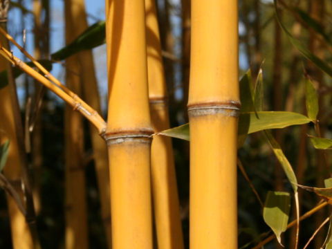 Phyllostachys aurea f. holochrysa