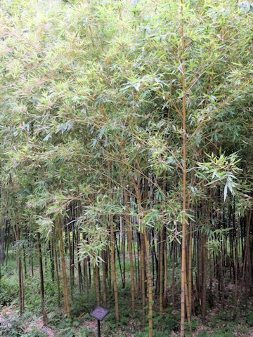 Phyllostachys aurea f. holochrysa