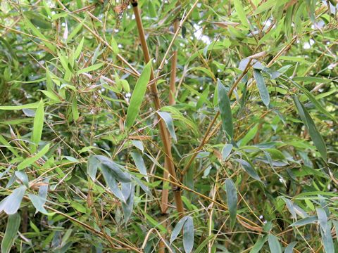 Phyllostachys aurea f. holochrysa