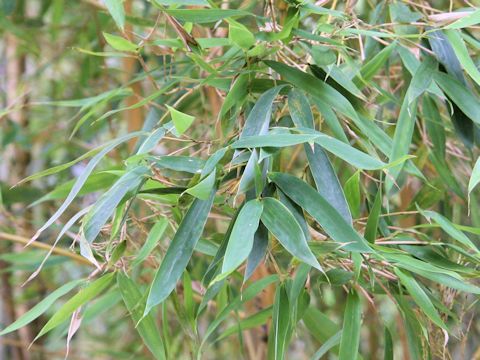 Phyllostachys aurea f. holochrysa