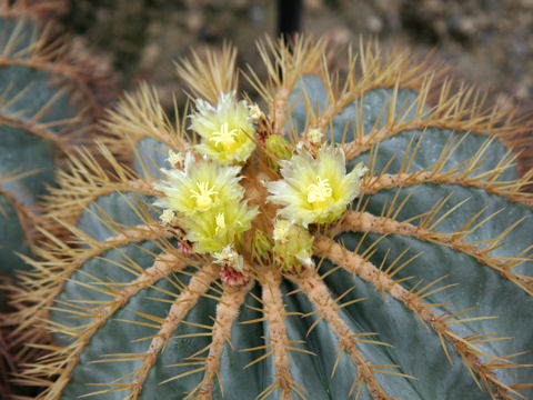 Ferocactus glaucescens