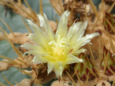 Ferocactus glaucescens