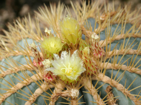 Ferocactus glaucescens