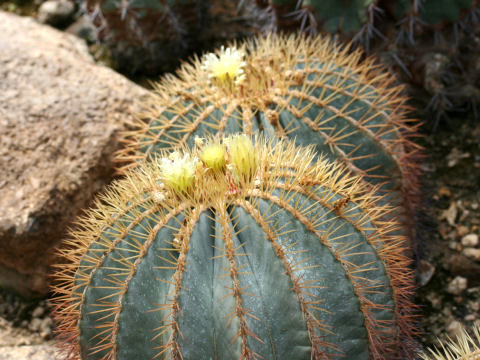 Ferocactus glaucescens