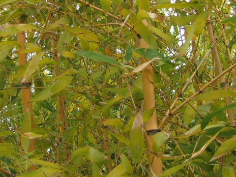 Phyllostachys viridis cv. Robert Young