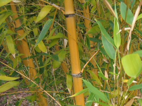 Phyllostachys viridis cv. Robert Young