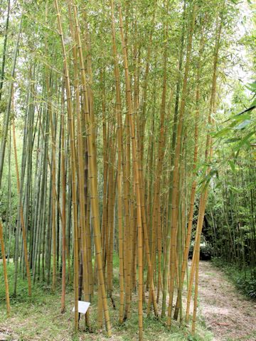 Phyllostachys viridis cv. Robert Young