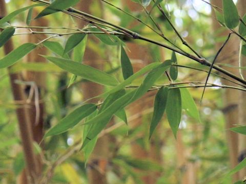 Phyllostachys viridis cv. Robert Young