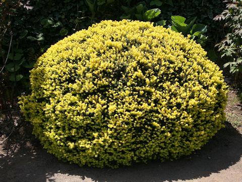 Taxus cuspidata var. nana 'Aurescens'