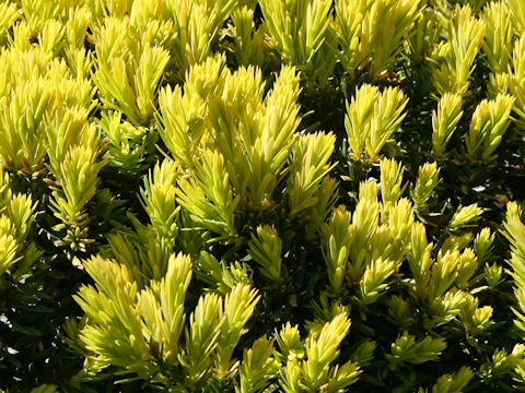 Taxus cuspidata var. nana 'Aurescens'