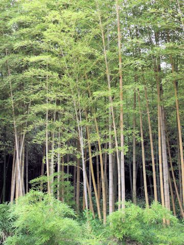 Phyllostachys heterocycla f. holochrysa