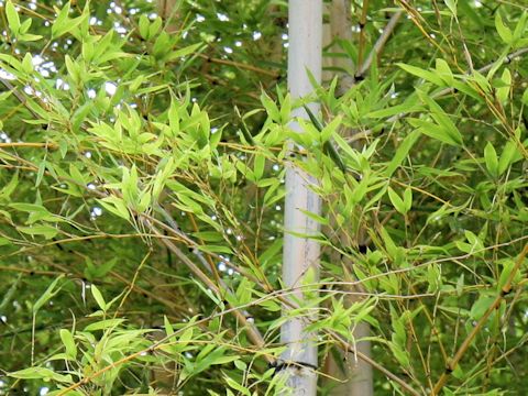 Phyllostachys heterocycla f. holochrysa