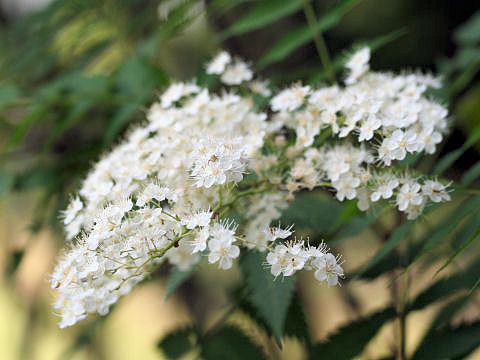 Sorbus aucuparia