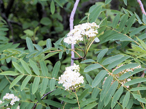 Sorbus aucuparia