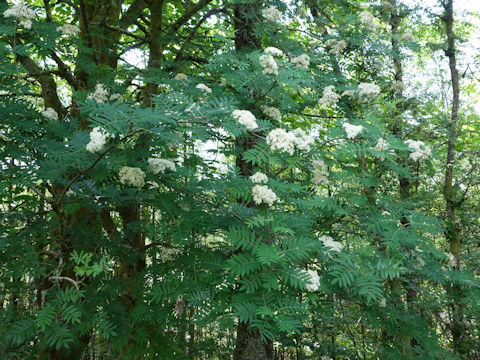 Sorbus aucuparia